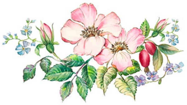 Nypon - 80 mm  - 2 st.