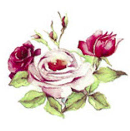 Rosegarden - 35 mm - 5 st.