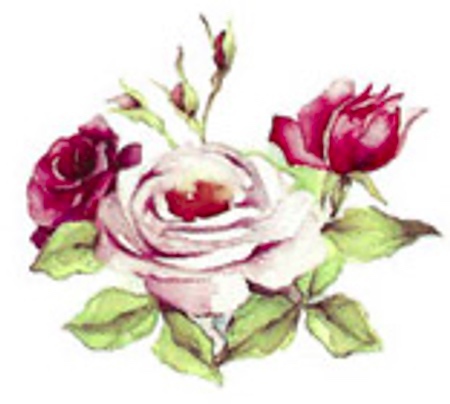 Rosegarden - 35 mm - 5 st.