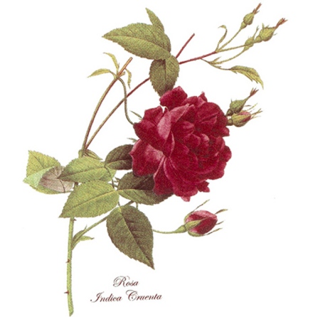 R�d ros - 70 mm - 2 st.