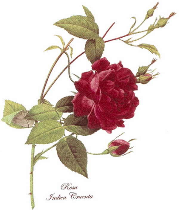 R�d ros - 70 mm - 2 st.