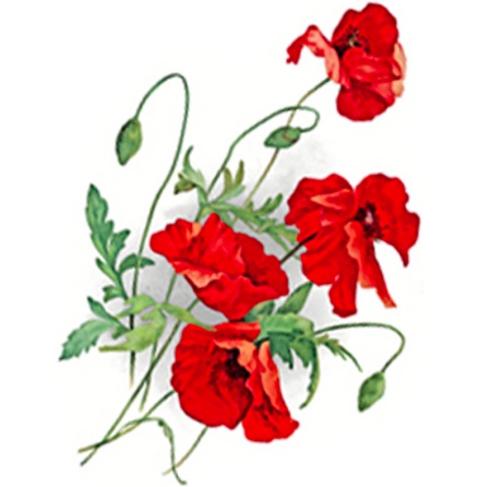 R�d vallmo - 80 mm - 4 st.