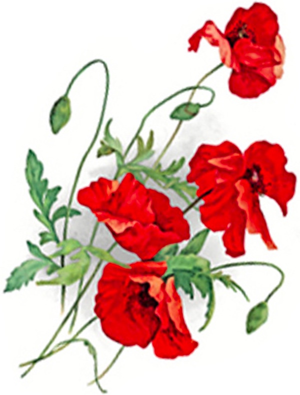 R�d vallmo - 80 mm - 4 st.