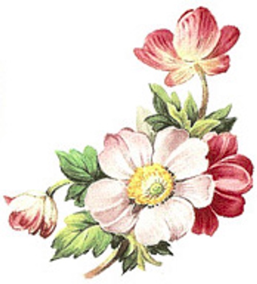 Sommaranemone 60 mm - 5 st.