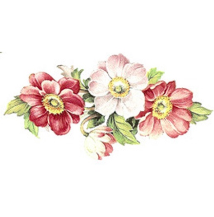 Sommaranemone - 75x37 mm - 5 st.