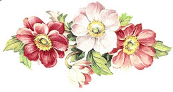 Sommaranemone - 75x37 mm - 5 st.