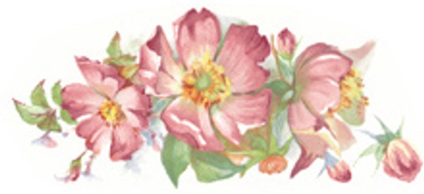 Spretande Ros - 92 x 40 mm - 2 st.