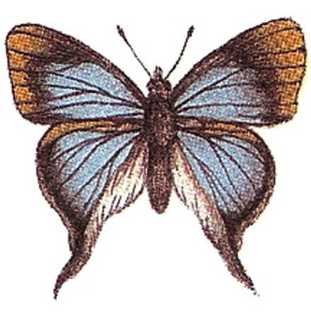 Bl� fj�ril - 30 mm - 5 st. 