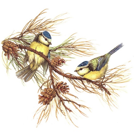 Bl�mes - 75 mm - 1 st.