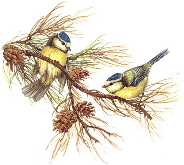 Bl�mes - 75 mm - 1 st.