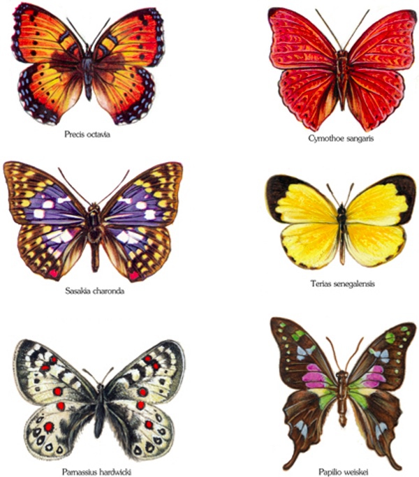 Glada fj�rilar - set med 6 st.