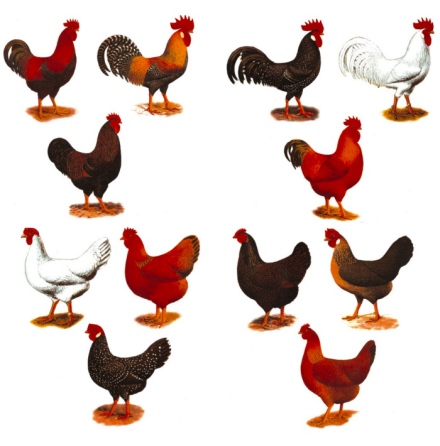 H�nsg�rd 75 x70 mm - set med 12 st.