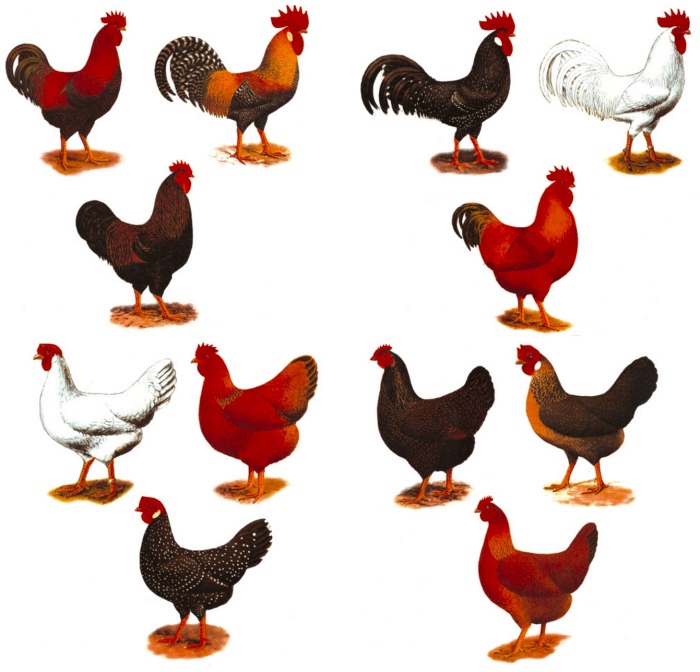 H�nsg�rd 75 x70 mm - set med 12 st.