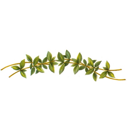 Gr�n b�rd - 40 mm - 5 st. 