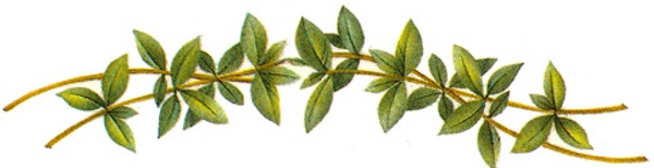 Gr�n b�rd - 40 mm - 5 st. 