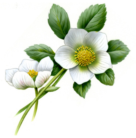 Julros - 88 mm - 1 st. 