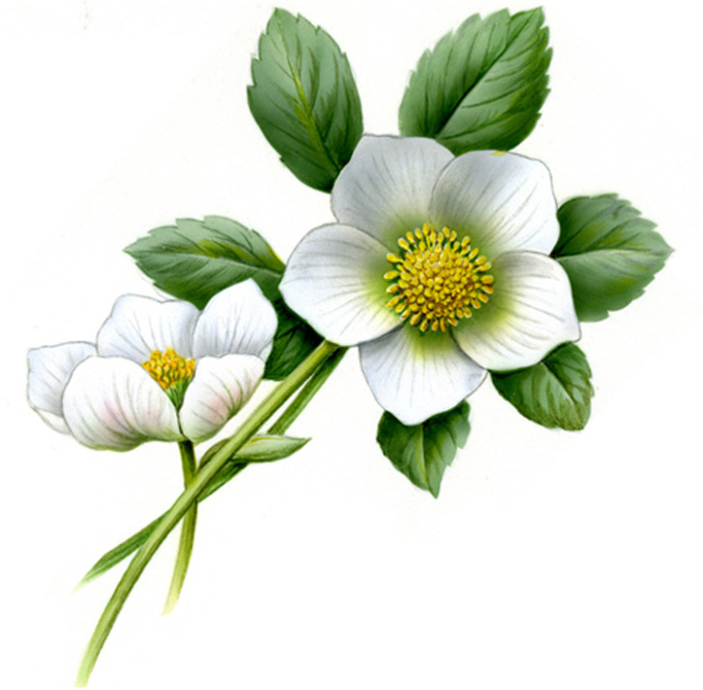 Julros - 88 mm - 1 st. 