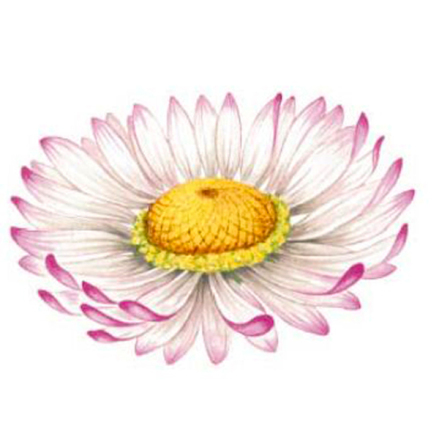 Tusensk�na - 75 mm - 1 st. 