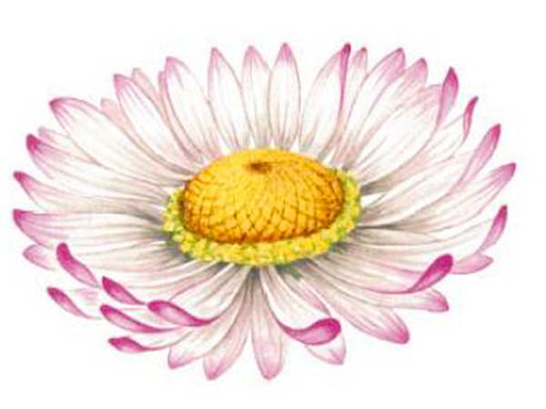 Tusensk�na - 75 mm - 1 st. 