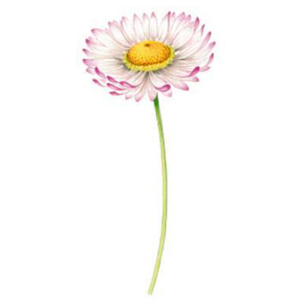 Tusensk�na - 95 mm - 1 st. 