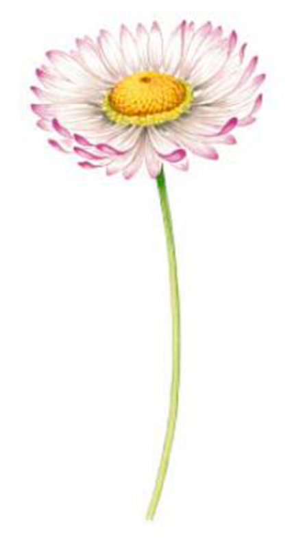 Tusensk�na - 95 mm - 1 st. 