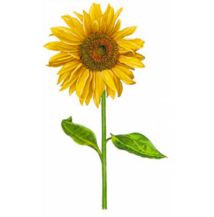 Solros 80 x 40 mm - 5 st. 