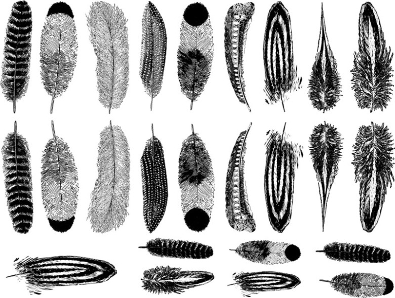 Fj�drar sm� - Guld