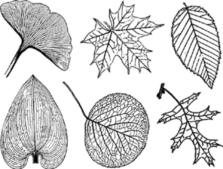 Blad stora -  Koppar