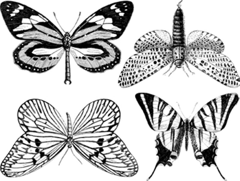 Fj�rilar stora - Koppar