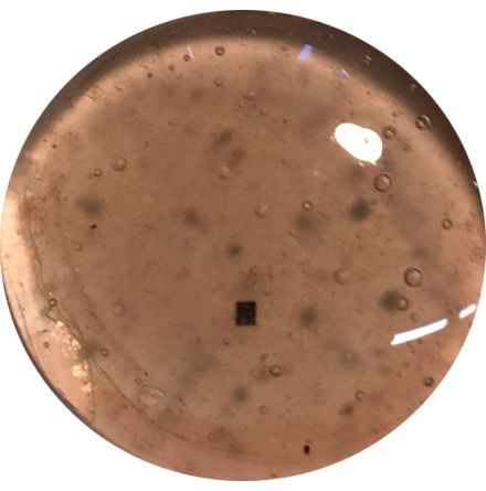 Champagne Pink (transp)