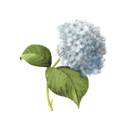 Hortensia bl� - 100 x 80 mm - 1 st. 