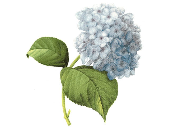 Hortensia bl� - 100 x 80 mm - 1 st. 
