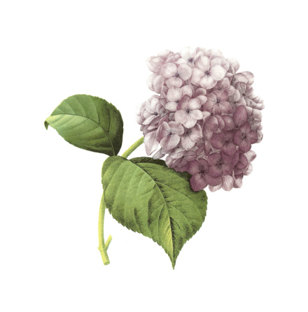 Hortensia lila - 100 x 80 mm - 1 st. 
