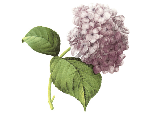 Hortensia lila - 100 x 80 mm - 1 st. 