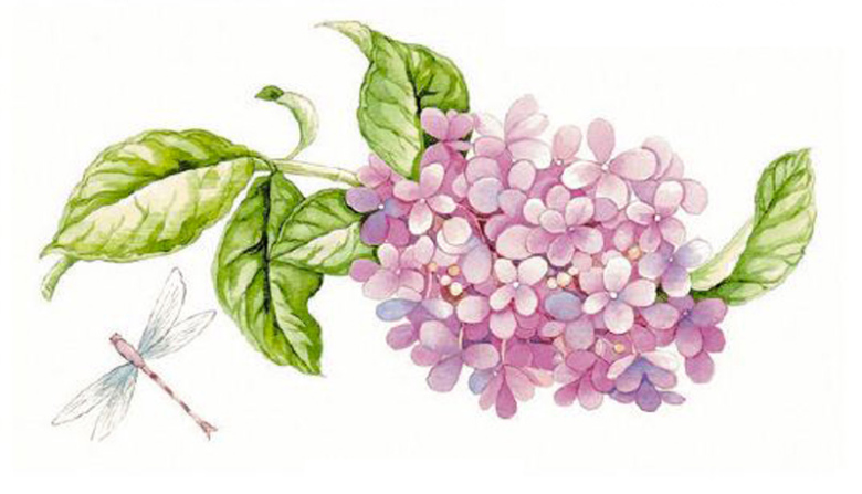 Hortensia - 95 mm - 1 st. 