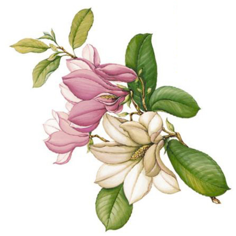 Magnolie kvist 90 mm - 1 st. 