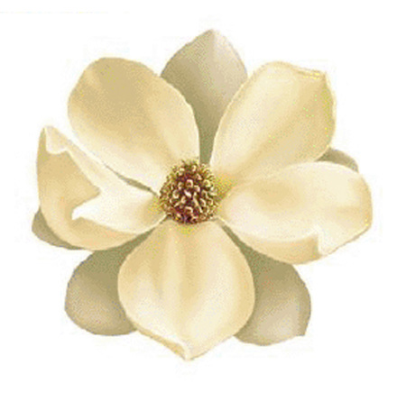 Magnolie 90 mm - 1 st. 