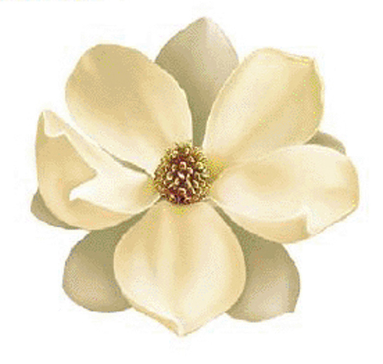 Magnolie 90 mm - 1 st. 