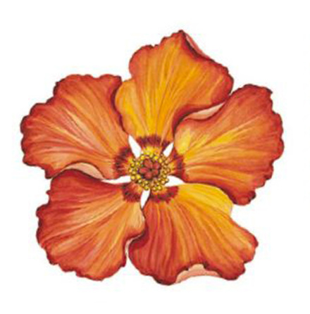 Hibiskus 90 mm - 1 st. 