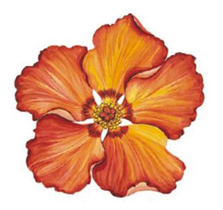 Hibiskus 90 mm - 1 st. 