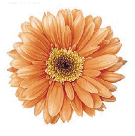 Gerbera 90 mm - 1 st. 