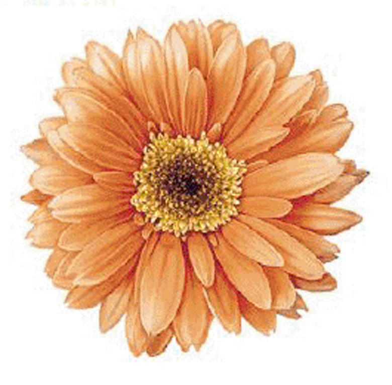 Gerbera 90 mm - 1 st. 