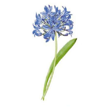 Afrikas bl� lilja 80x40mm - 1 st.