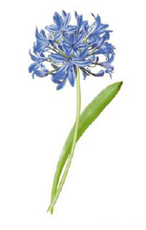 Afrikas bl� lilja 80x40mm - 1 st.