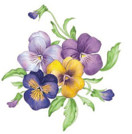 Penseer - 55 mm - 4 st