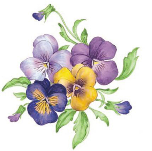 Penseer - 55 mm - 4 st