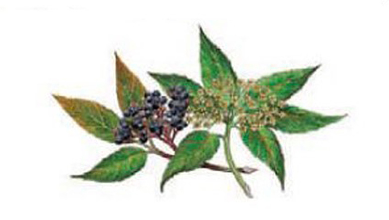 Fl�der 100 mm - 1 st.