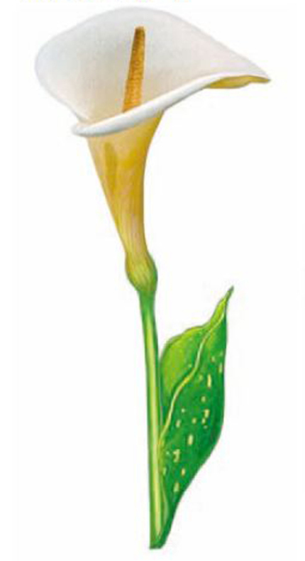 Calla